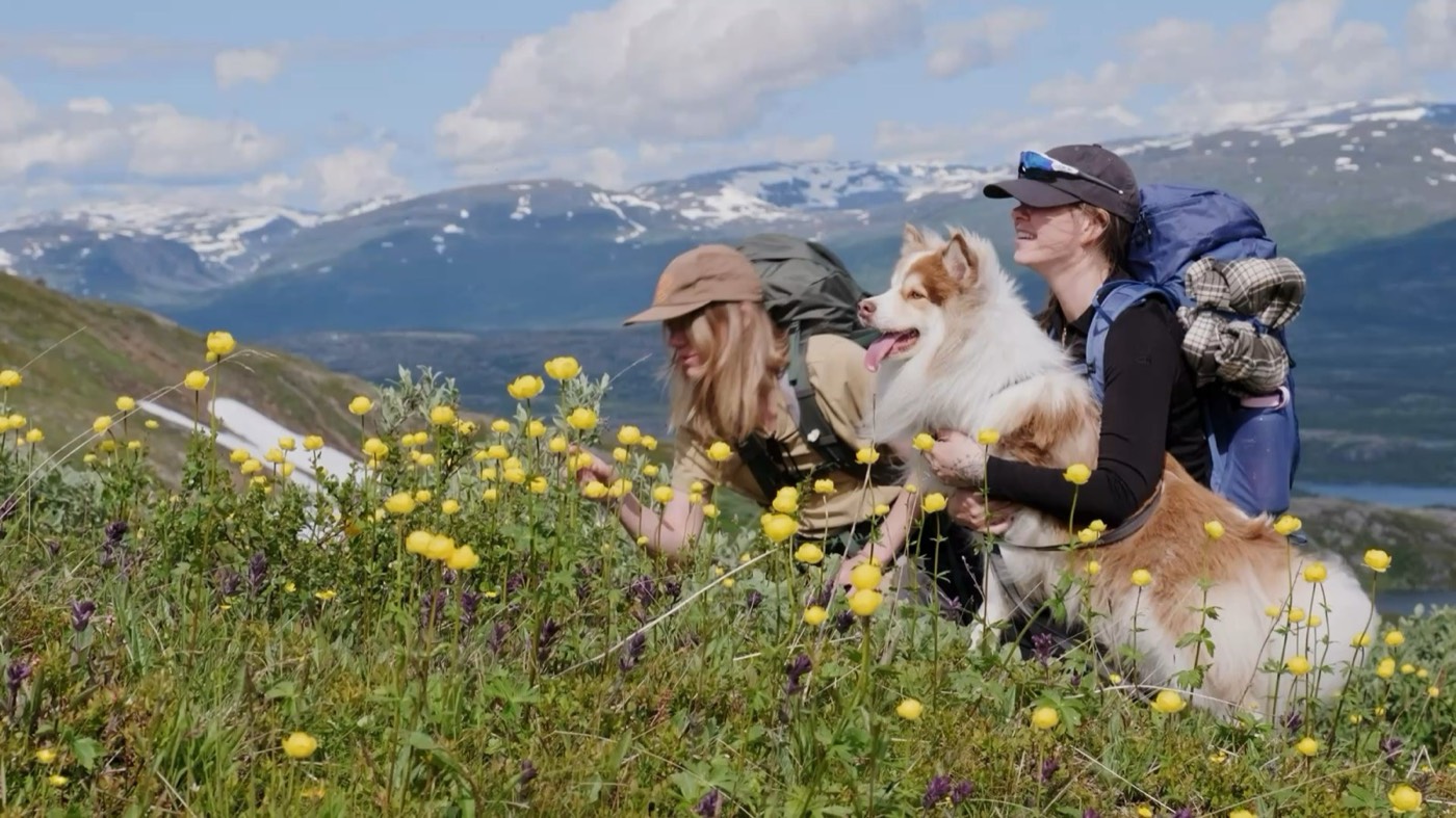 Två vandrare och en hund bland fjällblommor